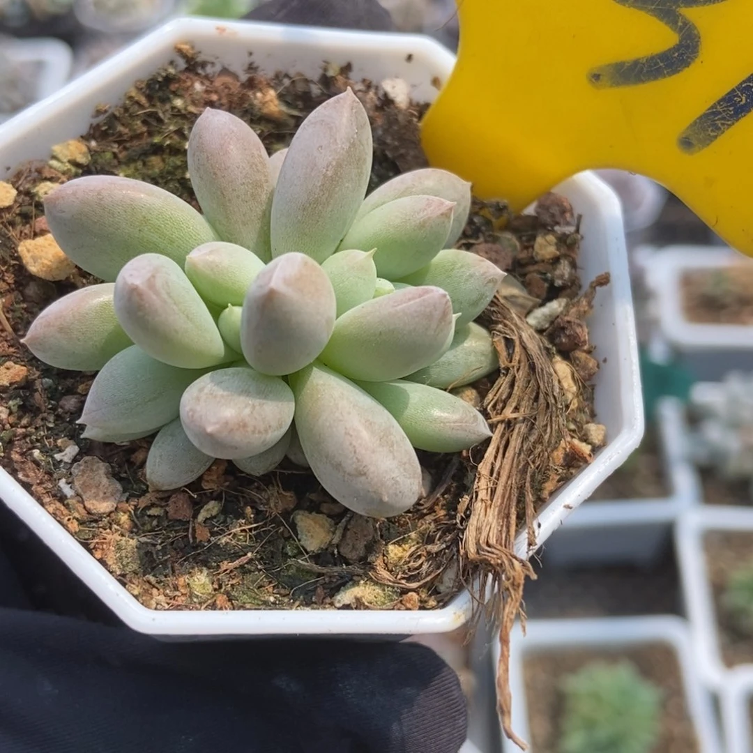 731哥特多肉植物保护