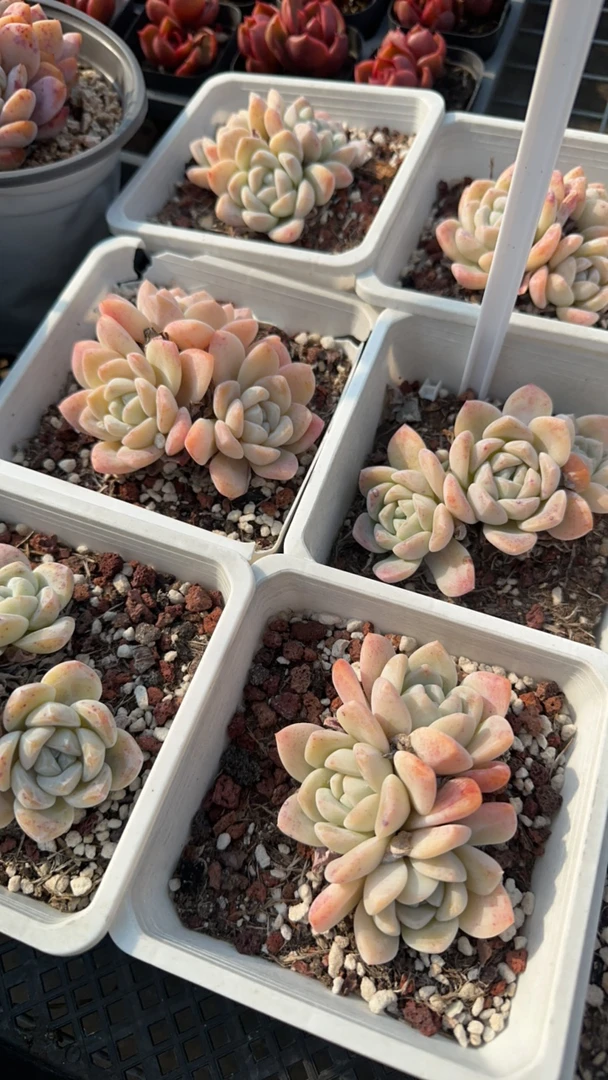 雪媚娘3头群生多肉植物 脱土