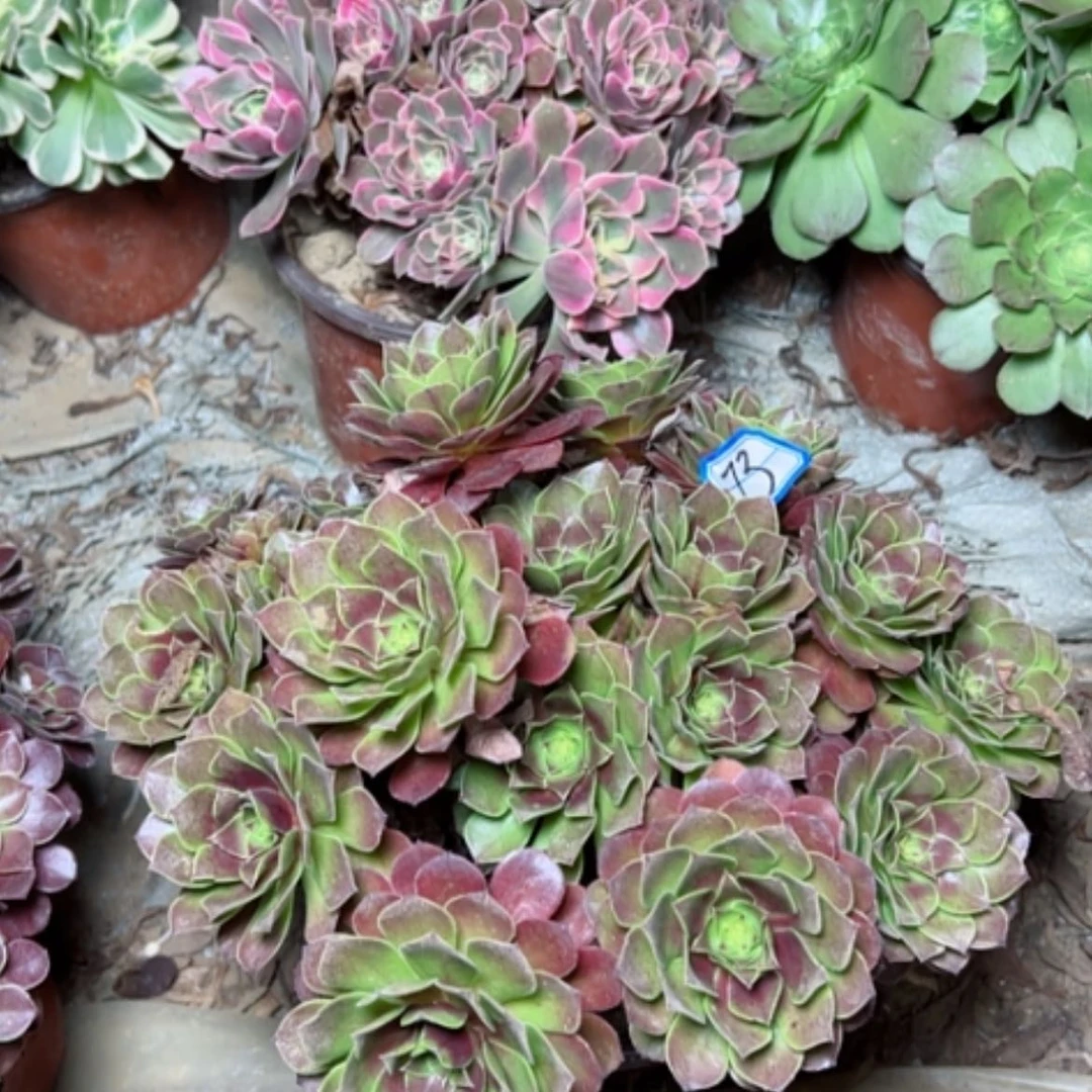 【闪购商品】黑魔73