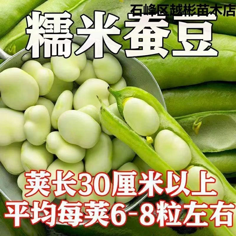 蚕豆种子北斗七星特大高产罗汉豆种籽春秋冬季播种早熟耐寒胡豆籽