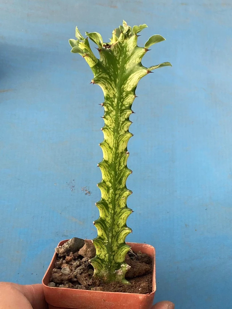 龙骨锦多肉仙人球系列