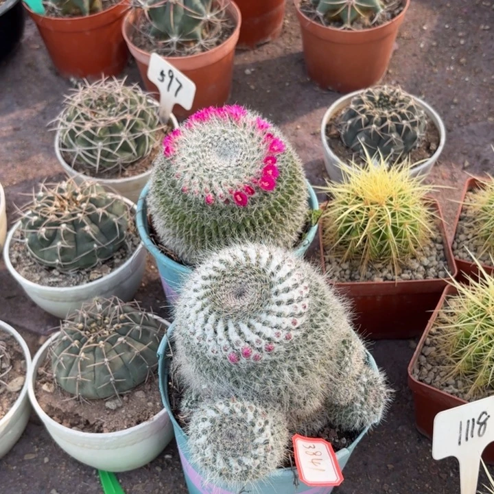 6097二个实生大玉翁好养