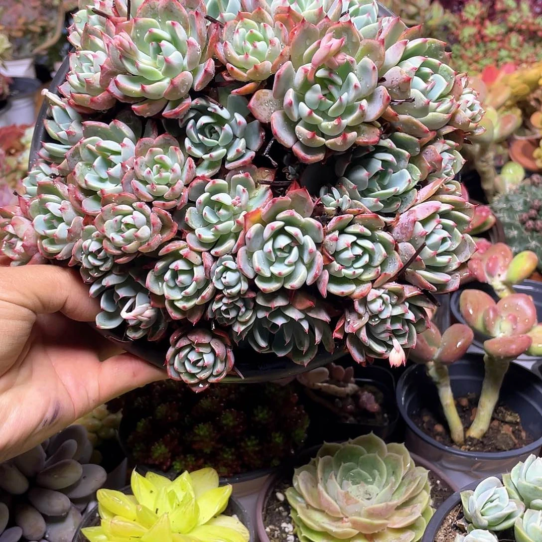 风*岛超大娜娜小勾带盆发货