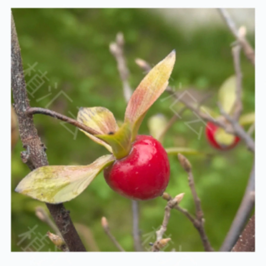 老鸦柿品种，直播间专用