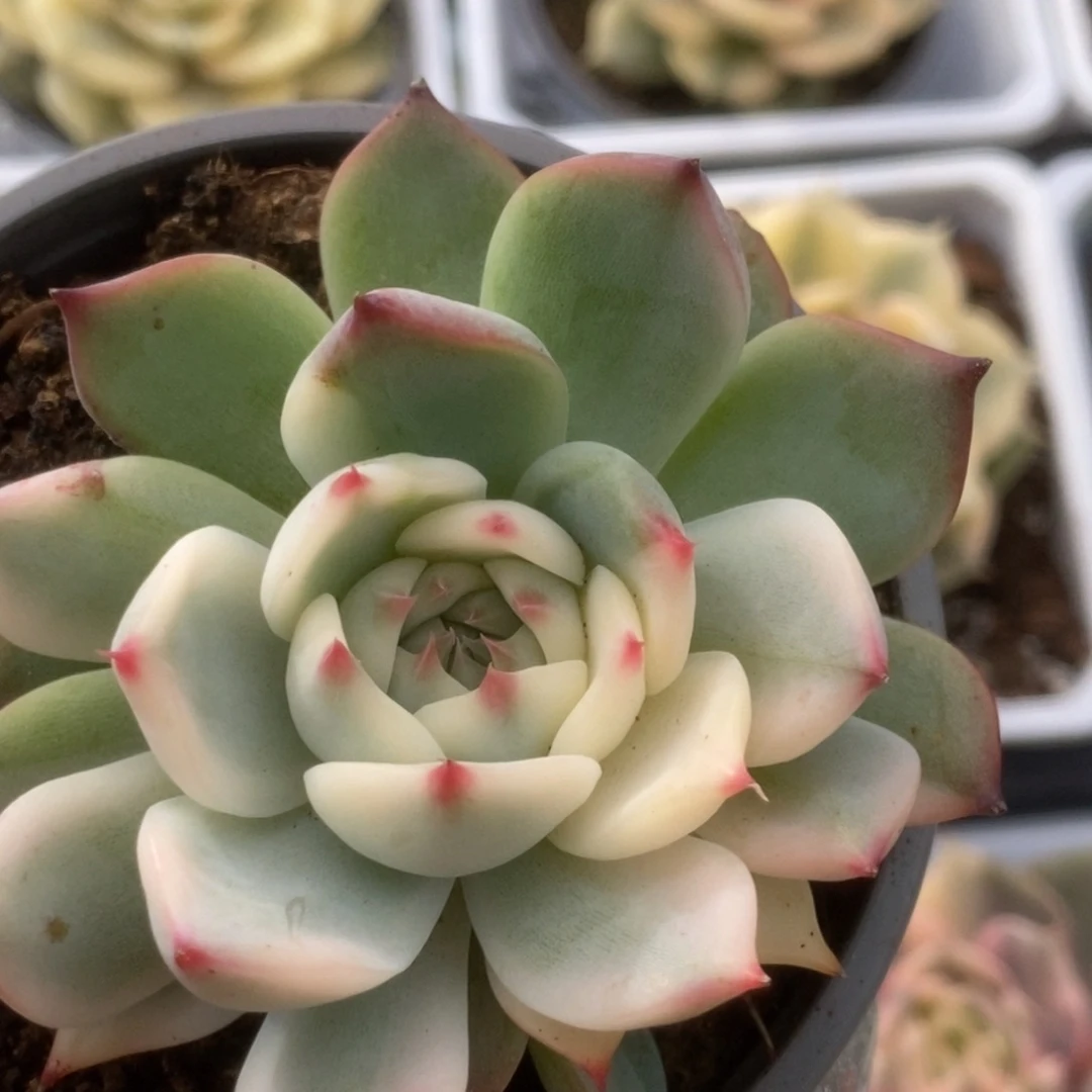 042锦锦锦锦锦锦锦锦锦