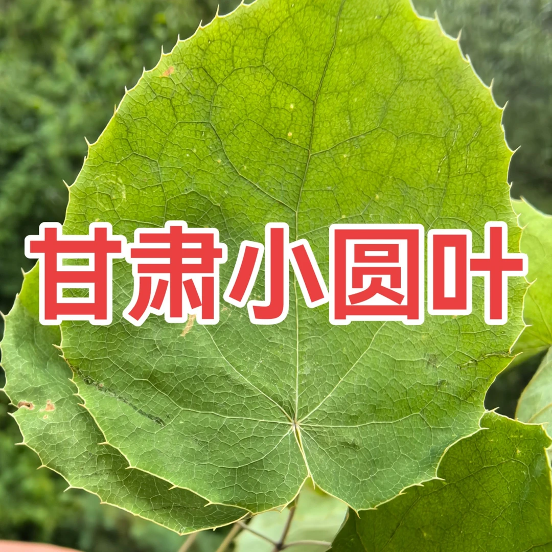甘肃小叶淫羊藿九叶草泡水克包邮