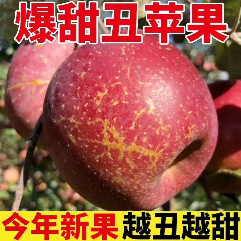 大凉山丑苹果高山糖心苹果现摘现发直播间挑选