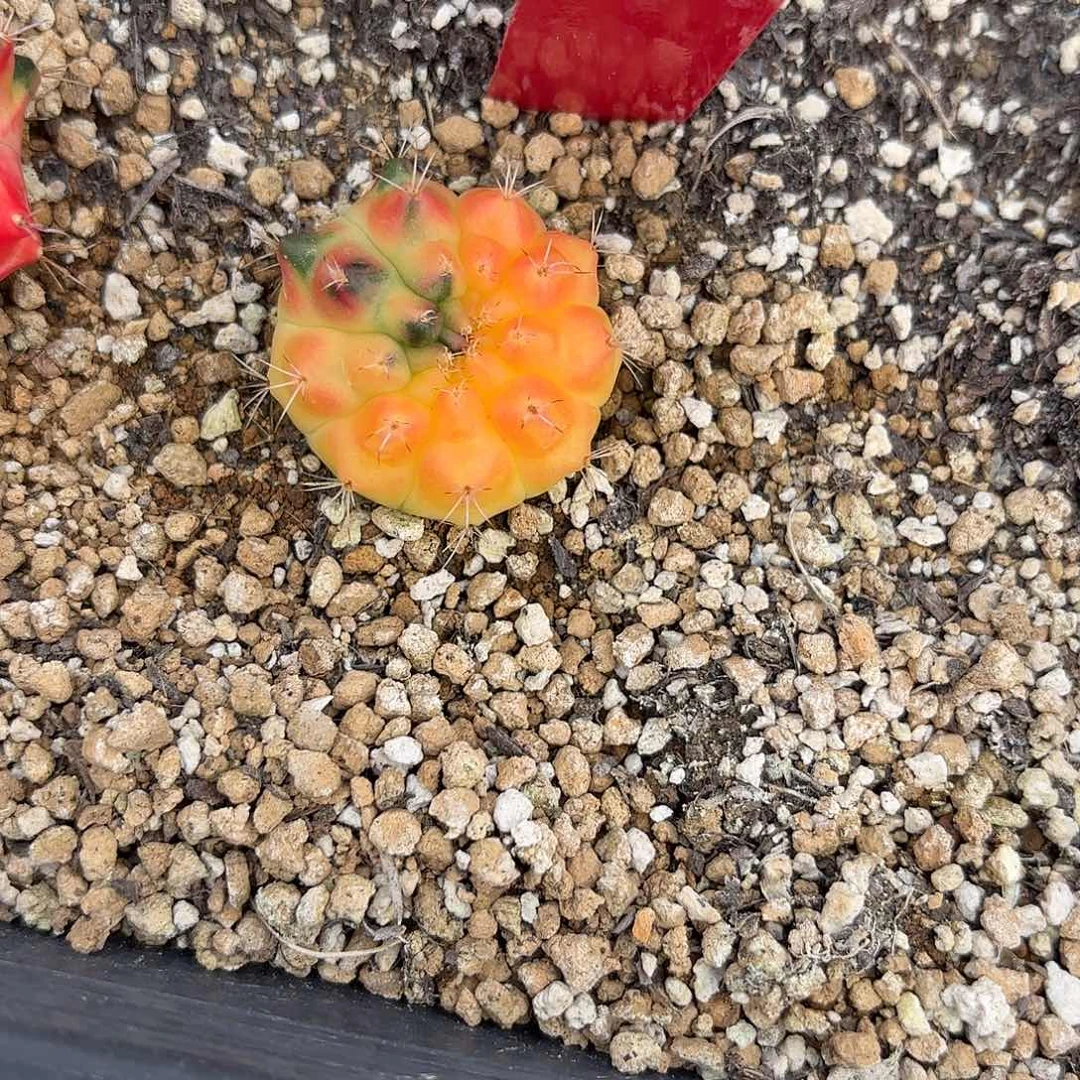 79-0923泰国发货多肉太阳