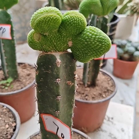 元***二青蛇缀化秀普嫁接虫眼特70