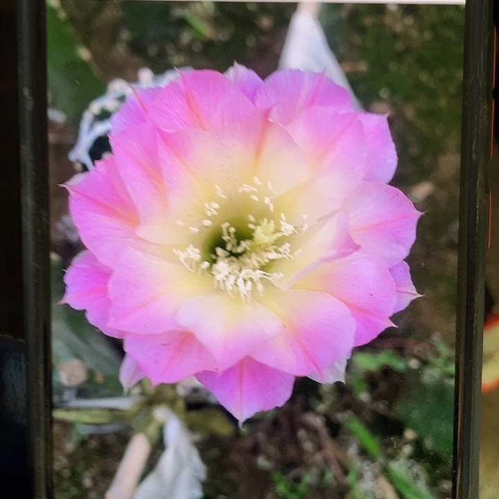 北极光侧芽歪7公分左右满18包邮