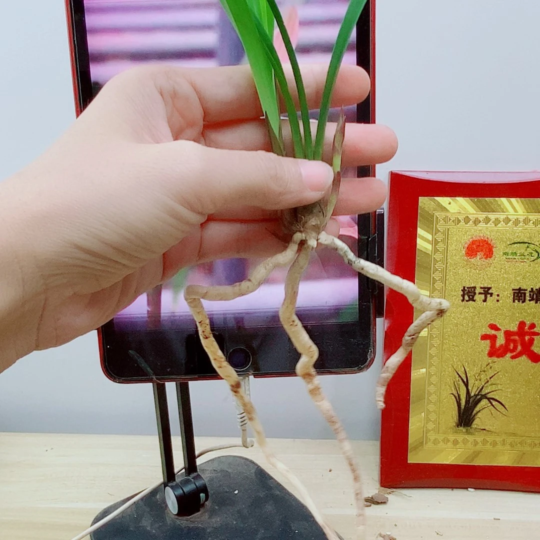 当前无花朵，栽培后可花朵丹