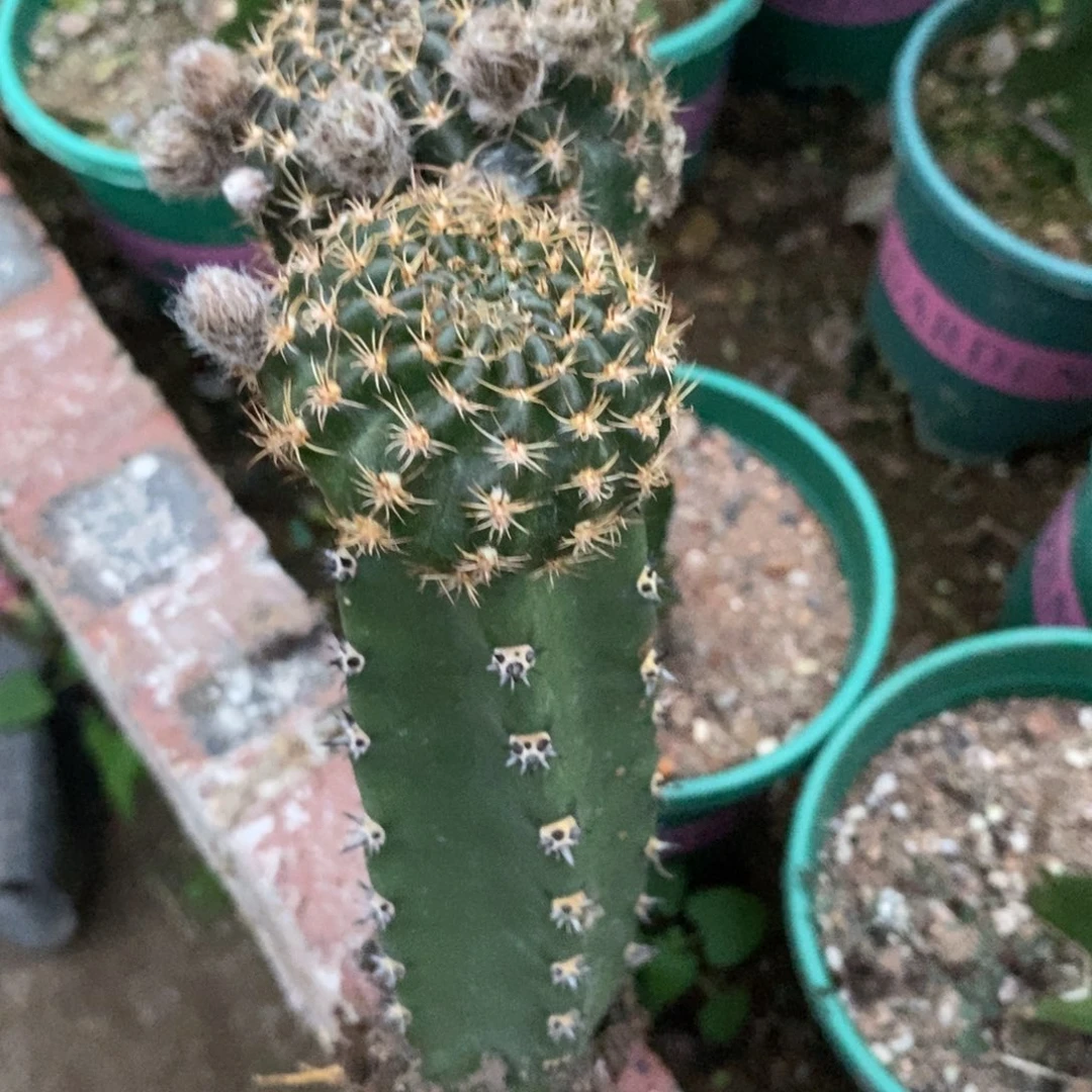w*f新品丽花L43母本绣谱带花苞