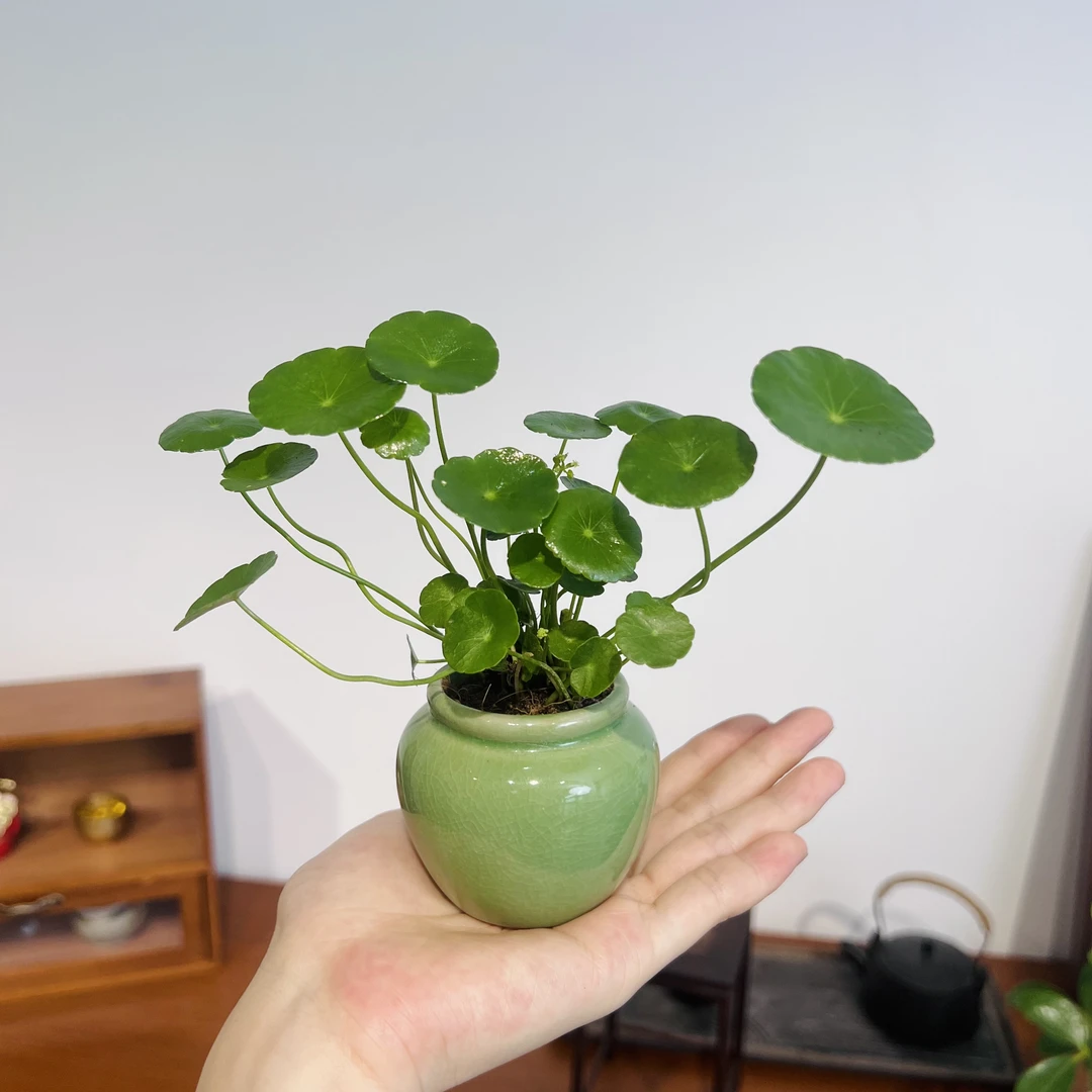 铜钱草室内好养加赠小陶罐