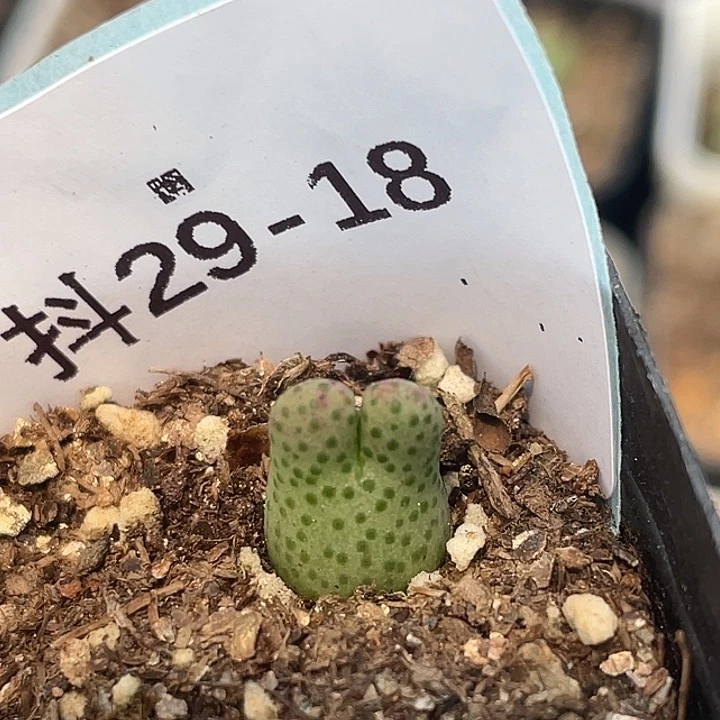 29-18斑马955d多肉植物