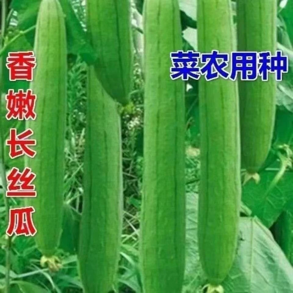 香嫩长香丝瓜种子高产早熟丝瓜种籽秋播四季田园庭院蔬菜种gz
