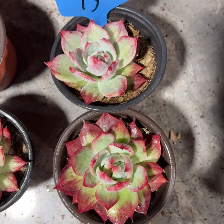 15惊鸿红红火火好