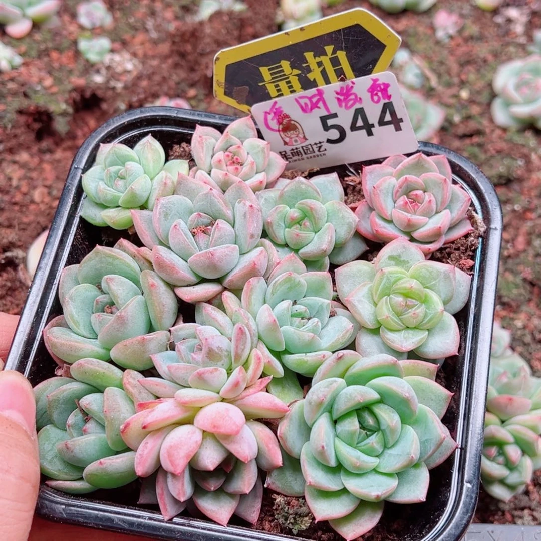 多肉植物多肉植物