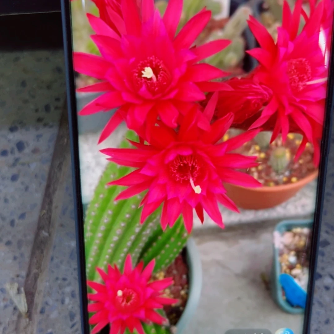 下88金妞24红歪无根侧芽5公分左右20包邮