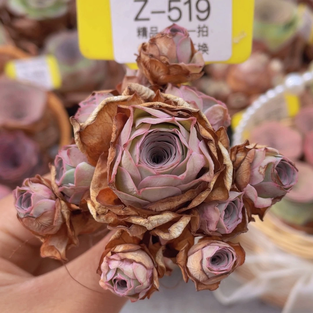 山地玫瑰Z519断枝不包损不售后