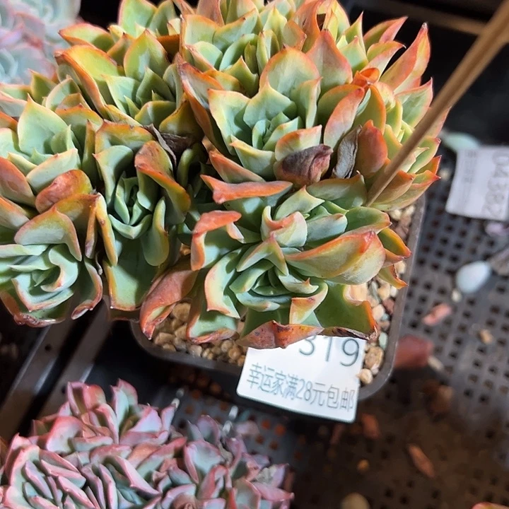 幸运的是我还没遇到幸运