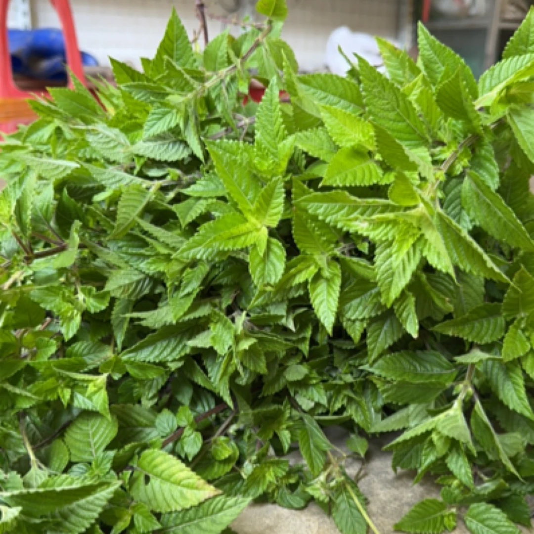 1斤3斤5斤10斤红梗尖叶凉粉草梅凤新鲜凉粉草高胶质仙人草绿凉粉
