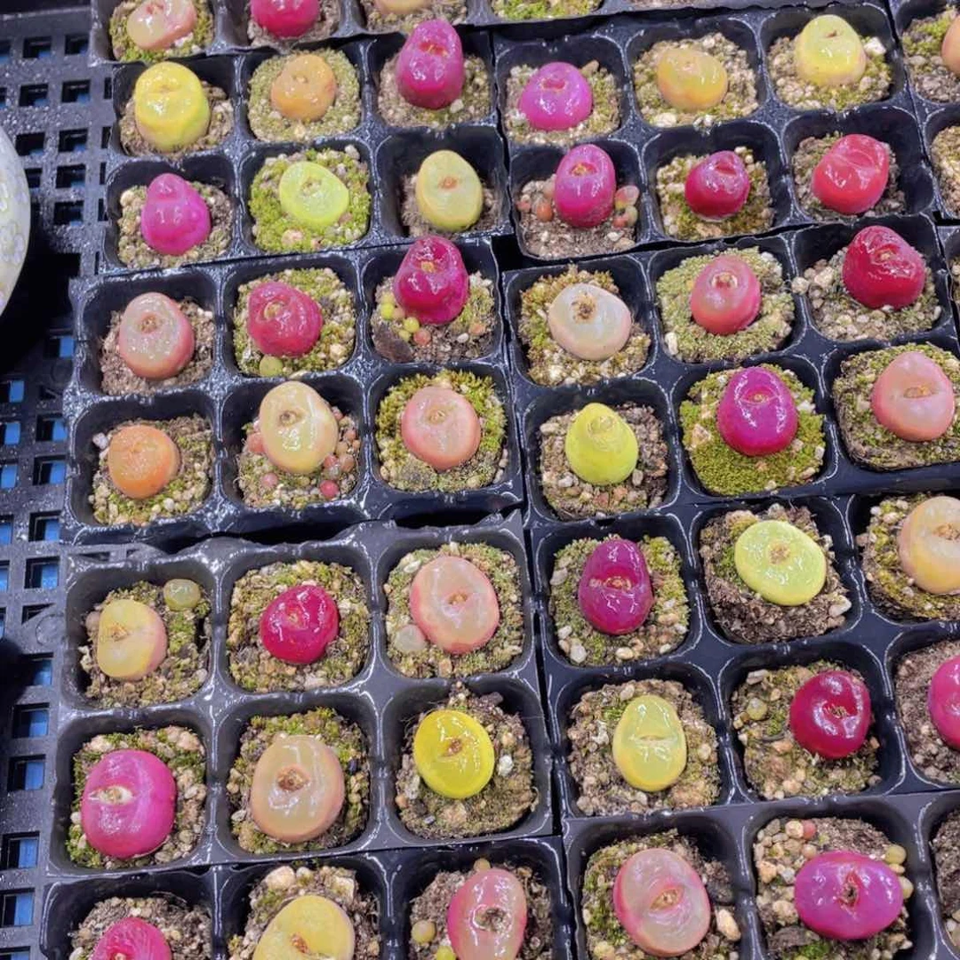 量拍1号 六年全状态毛汉尼六个