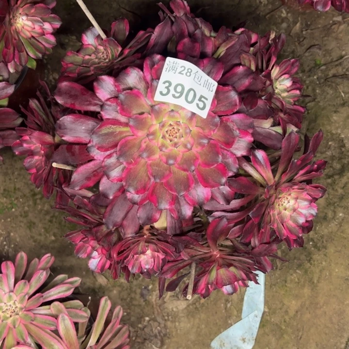 3908雪姬杆歪多肉植物