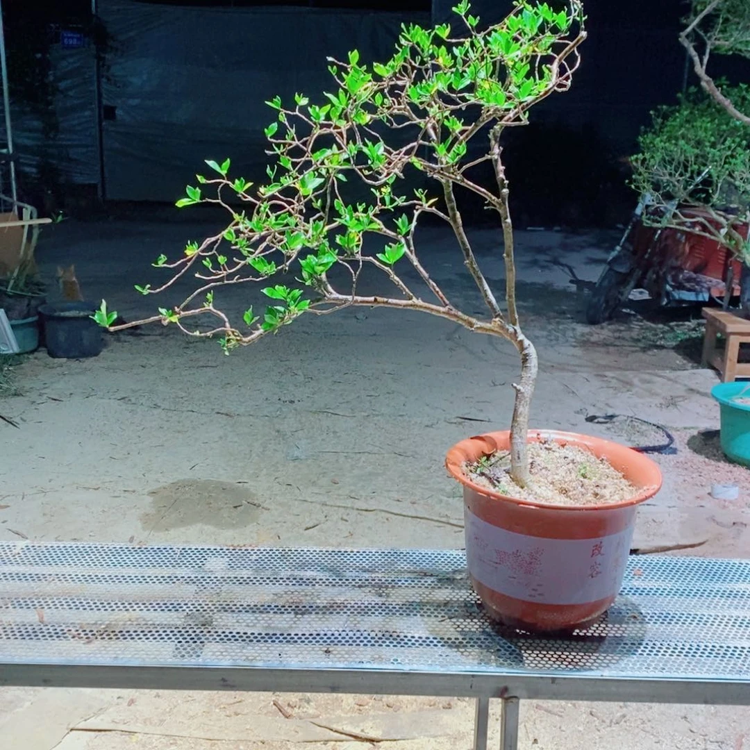 大***…感谢您的支持和配合和支持