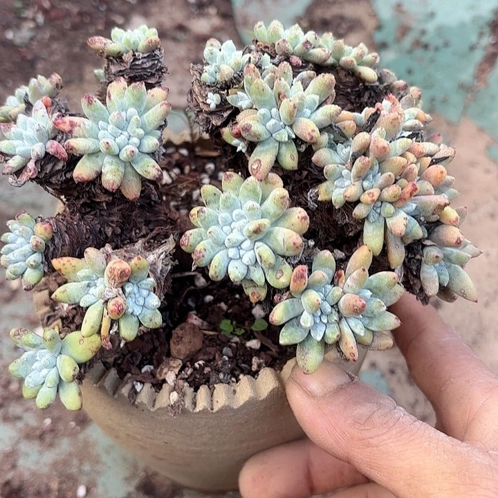 仙女杯多肉植物提取