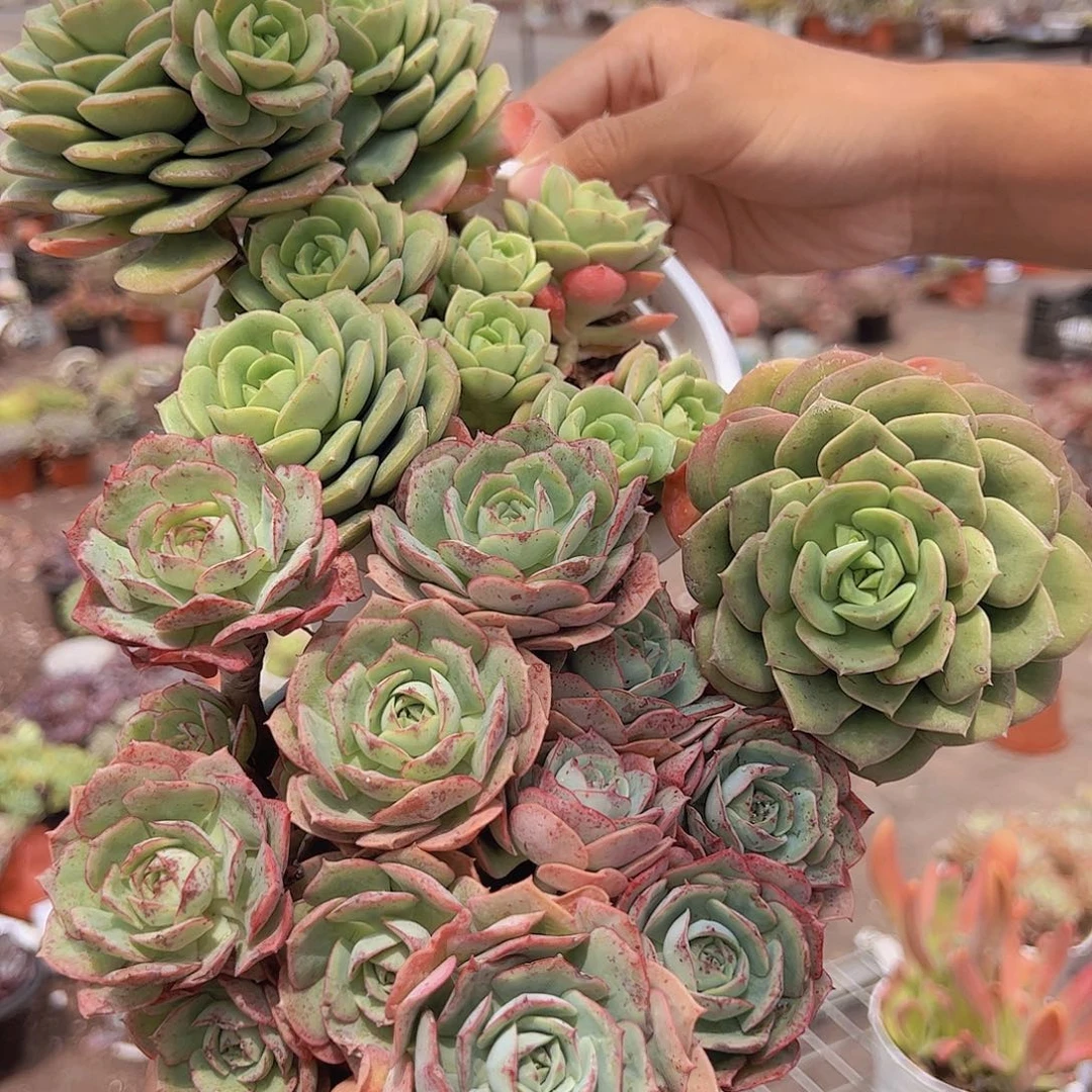 尼可刹那玫瑰➕克罗地亚玫瑰 各一盆