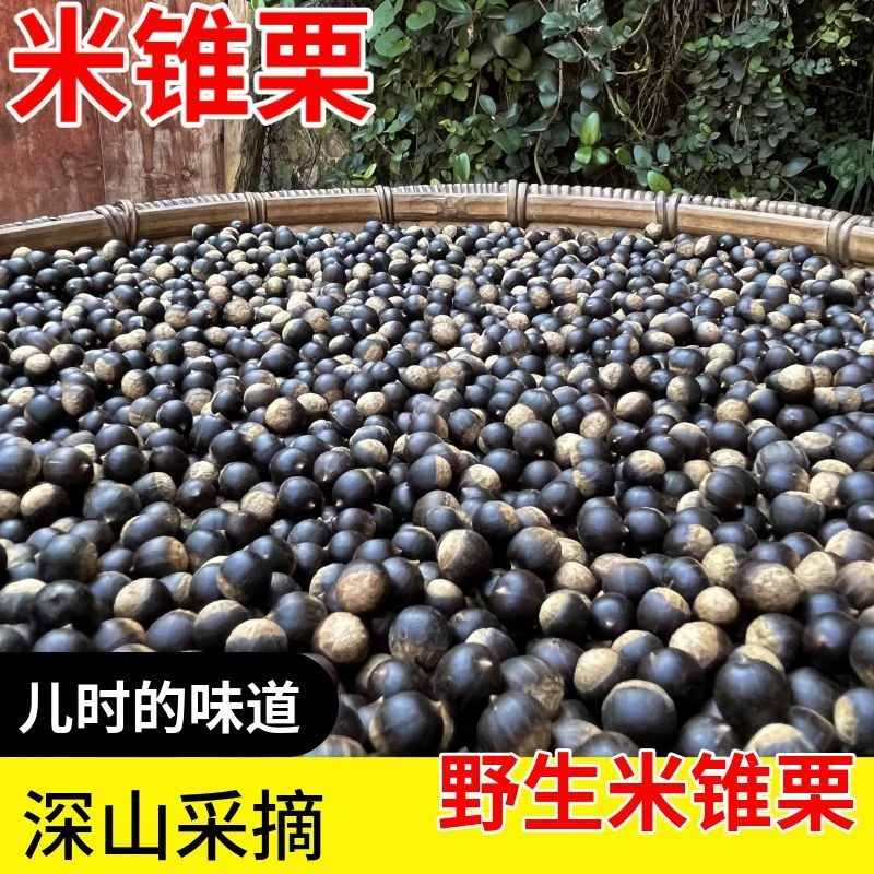 野生小锥栗米锥子板栗勾圆子新鲜毛栗子刺锥带壳板栗山货坚果包邮