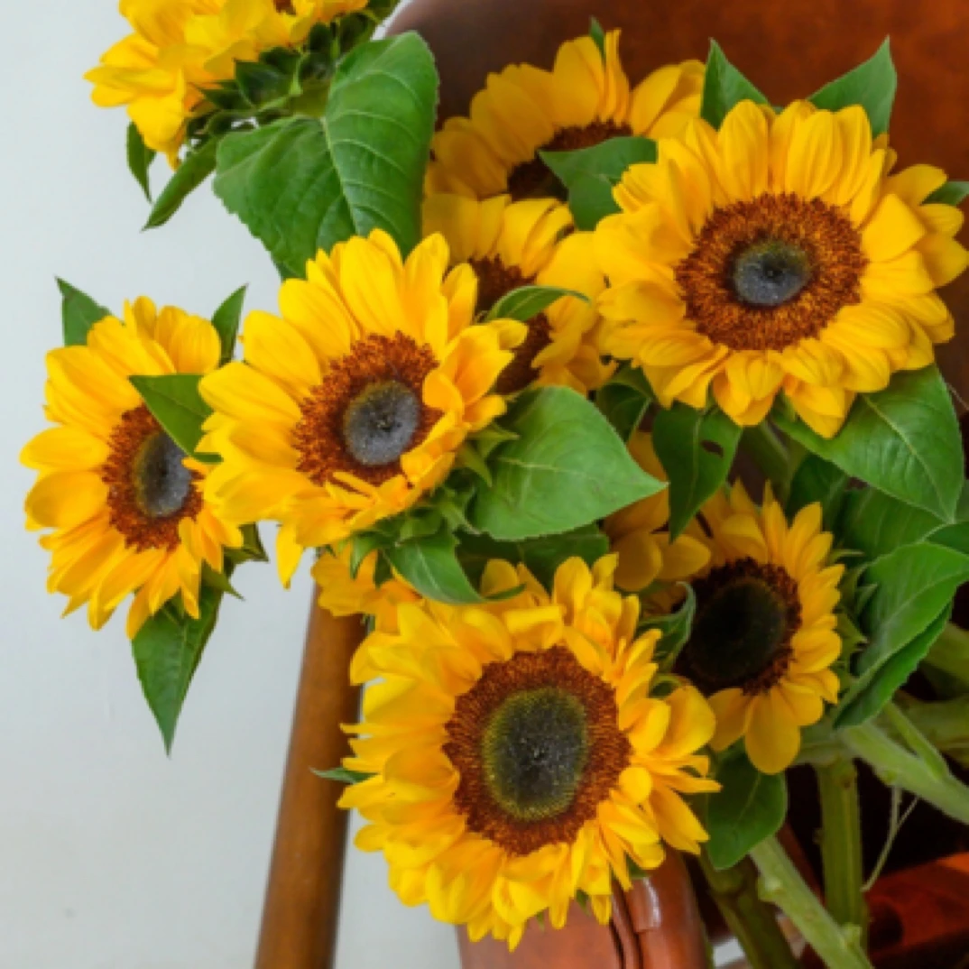 【向日葵】黑心绿心向日葵鲜切花全国顺丰1单包邮向日葵鲜花