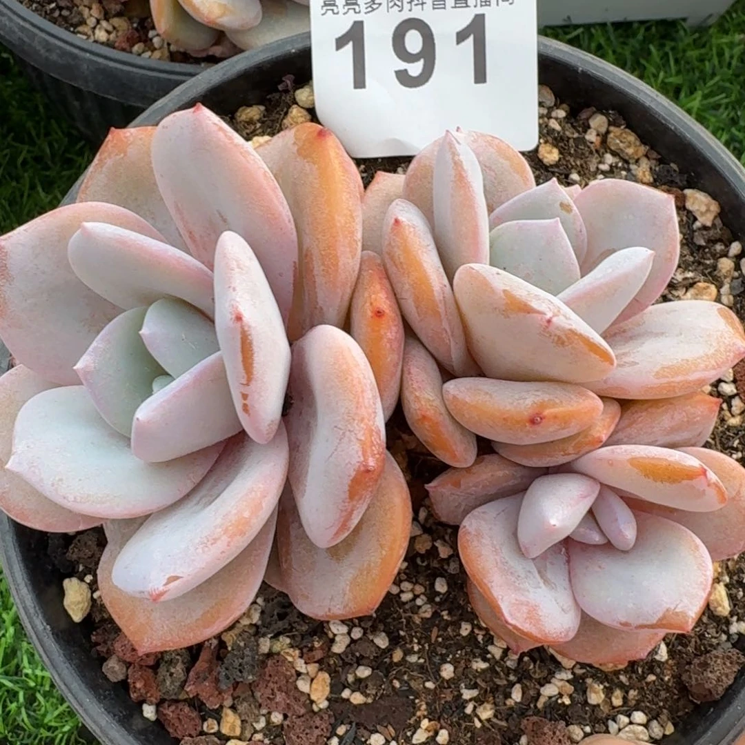 奶茶老桩韩版         多肉植物