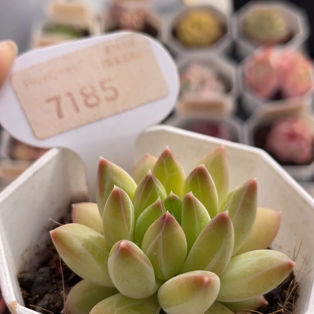 甲骨文7185-5.0厘米