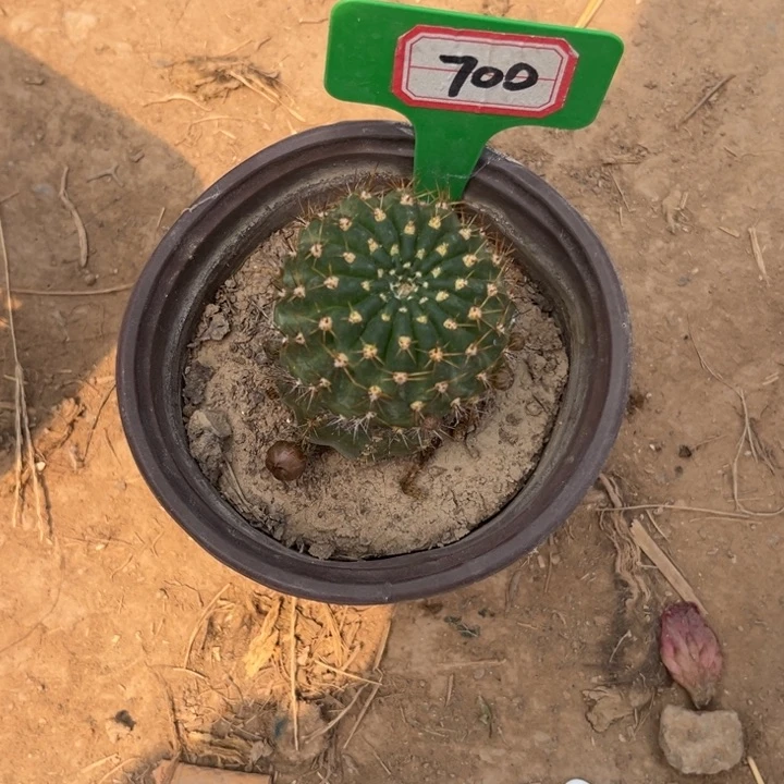 @***年700，丽花红舞裙。。。
