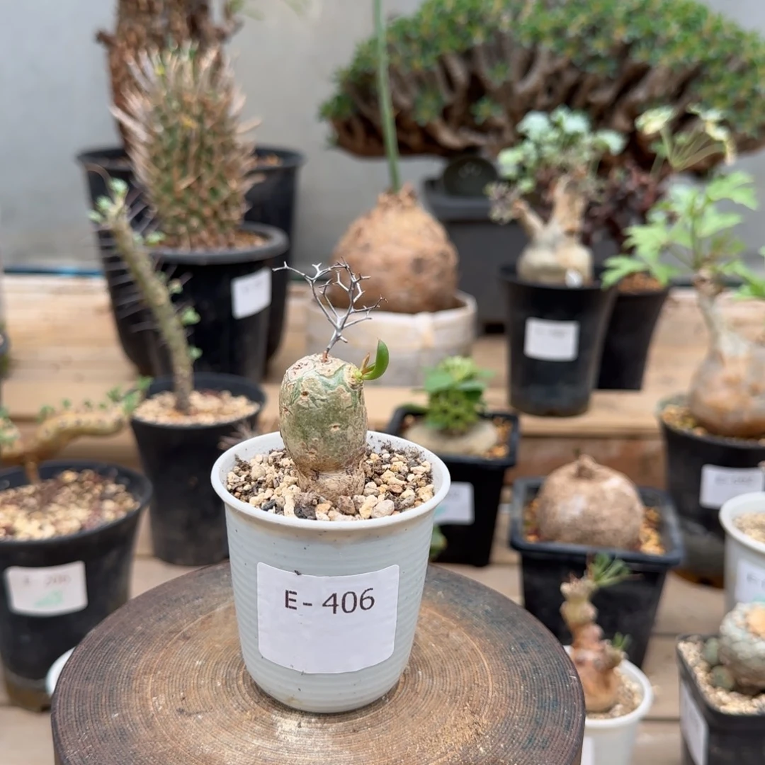 406万物想奇峰锦块根植物