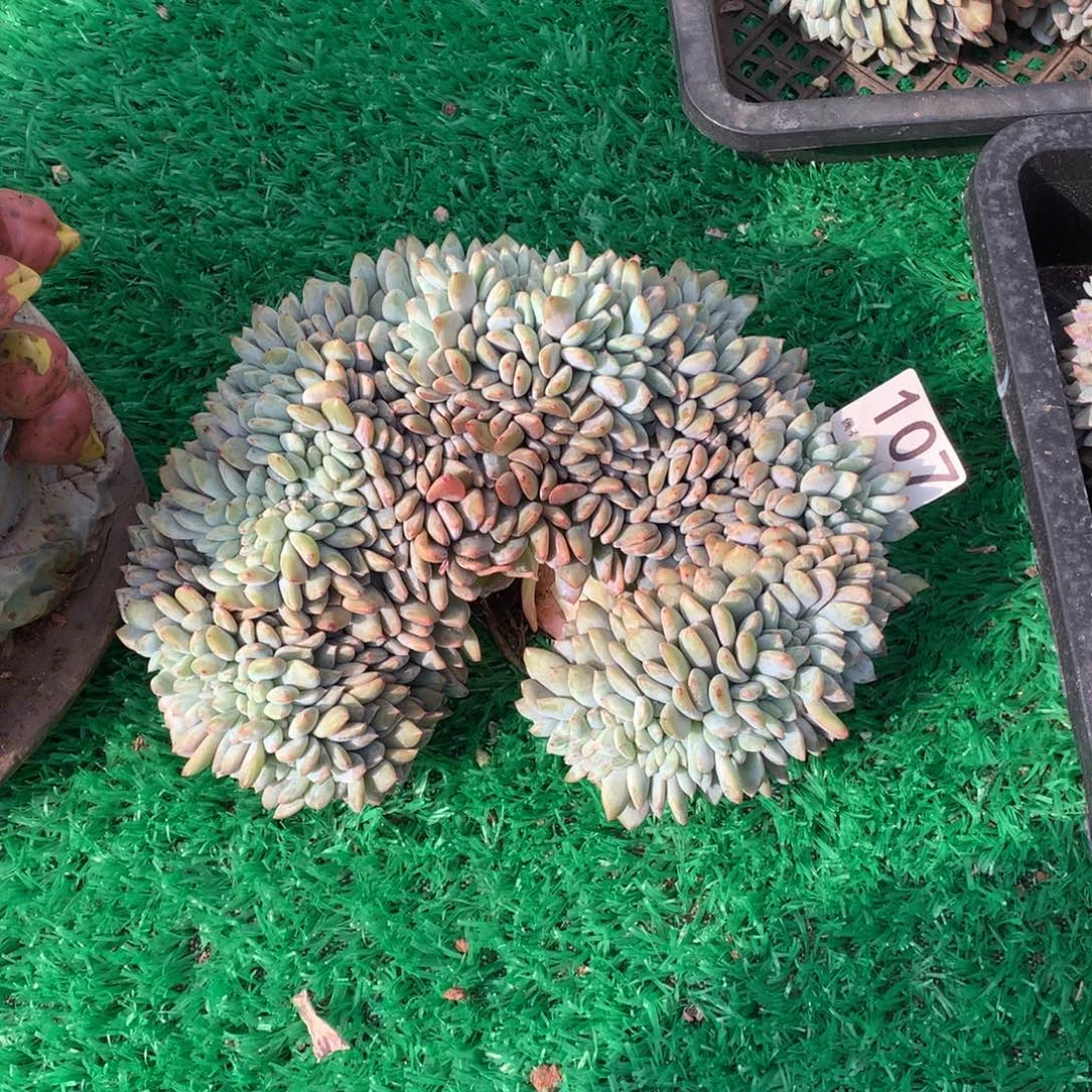 107橙子缀多肉植物