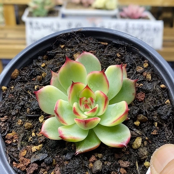 0596 桃花覆轮锦