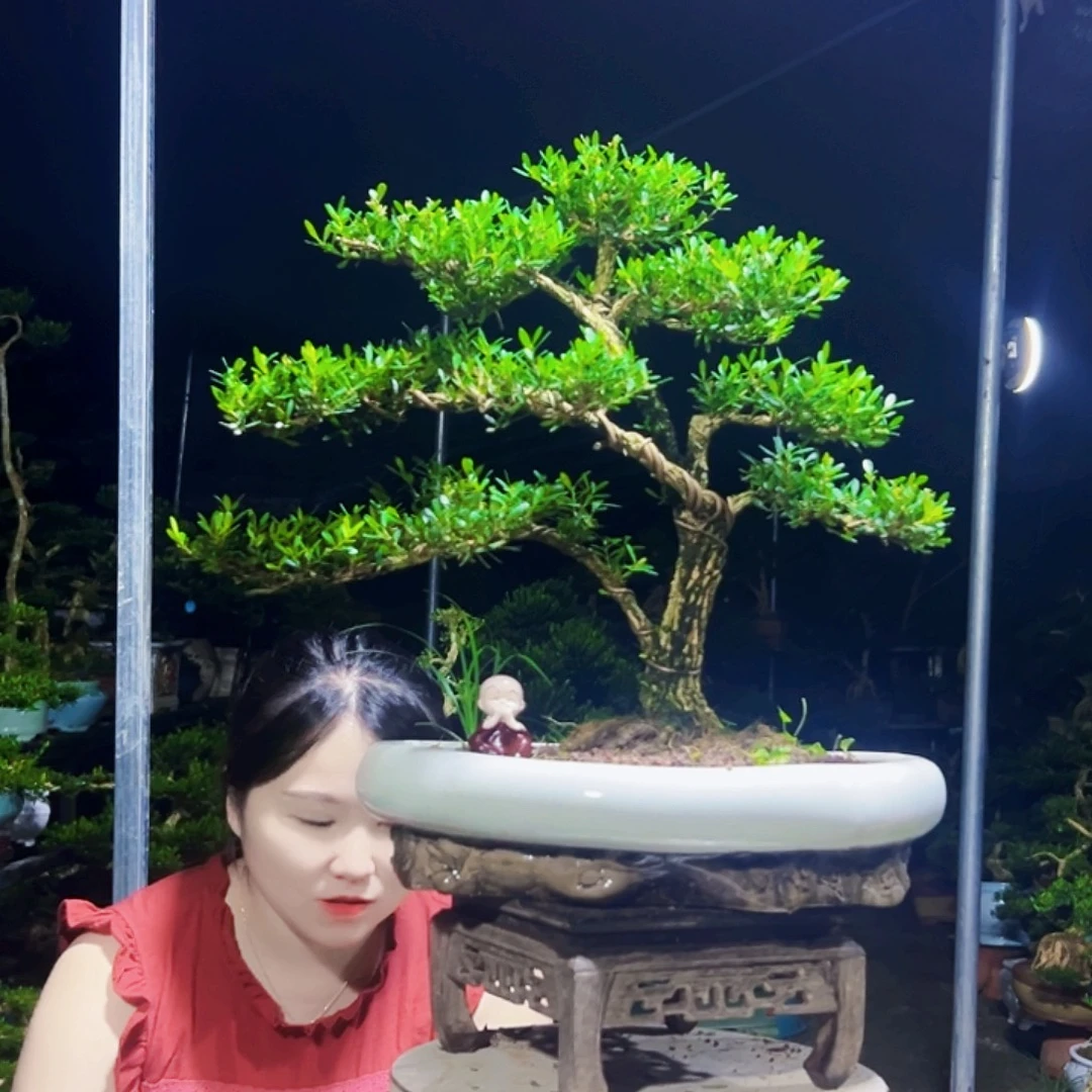 z***军无花朵黄杨木