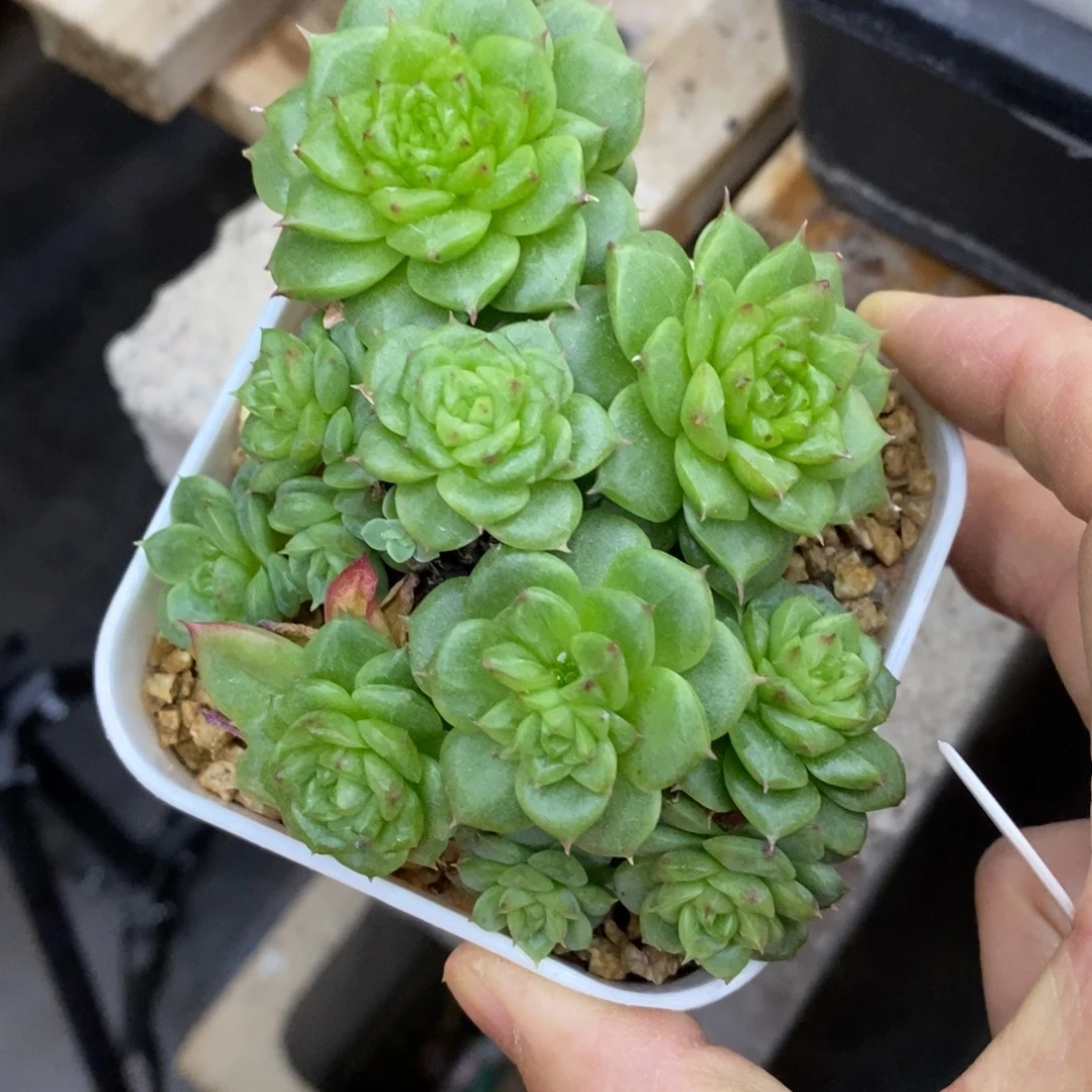 精品多肉一物一拍不包整112