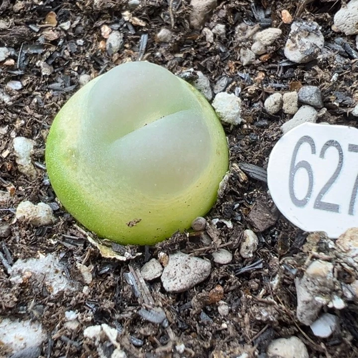 ⁰***⁰627好11111111111111