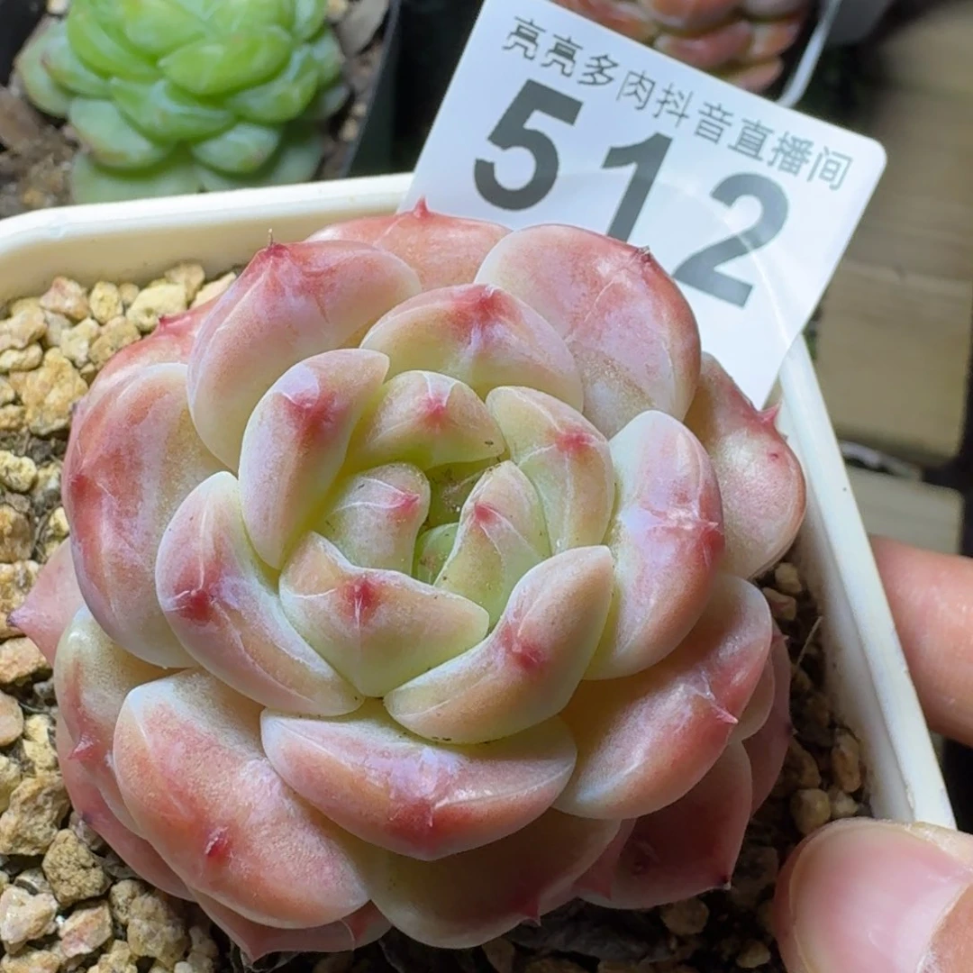 冰魄         多肉植物