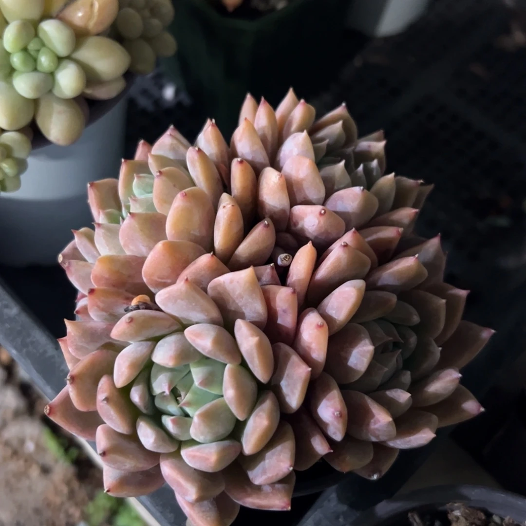 霜花群生多肉植物
