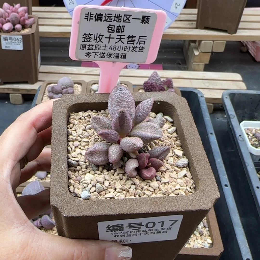 ?*笙017黑酱补差多肉植物