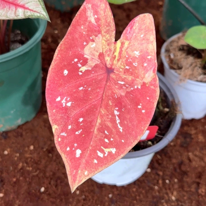 泰彩一物一拍Q0142