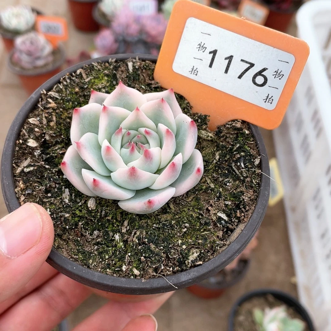 【闪购商品】1176号