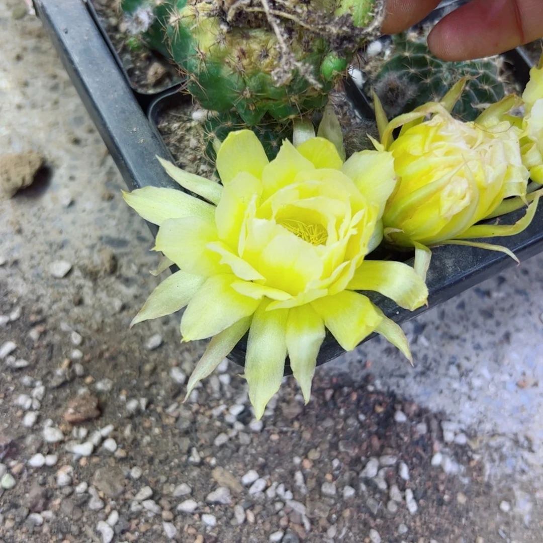 下58丽花秋月根软2一3公分左右晒伤脱土发货20包邮