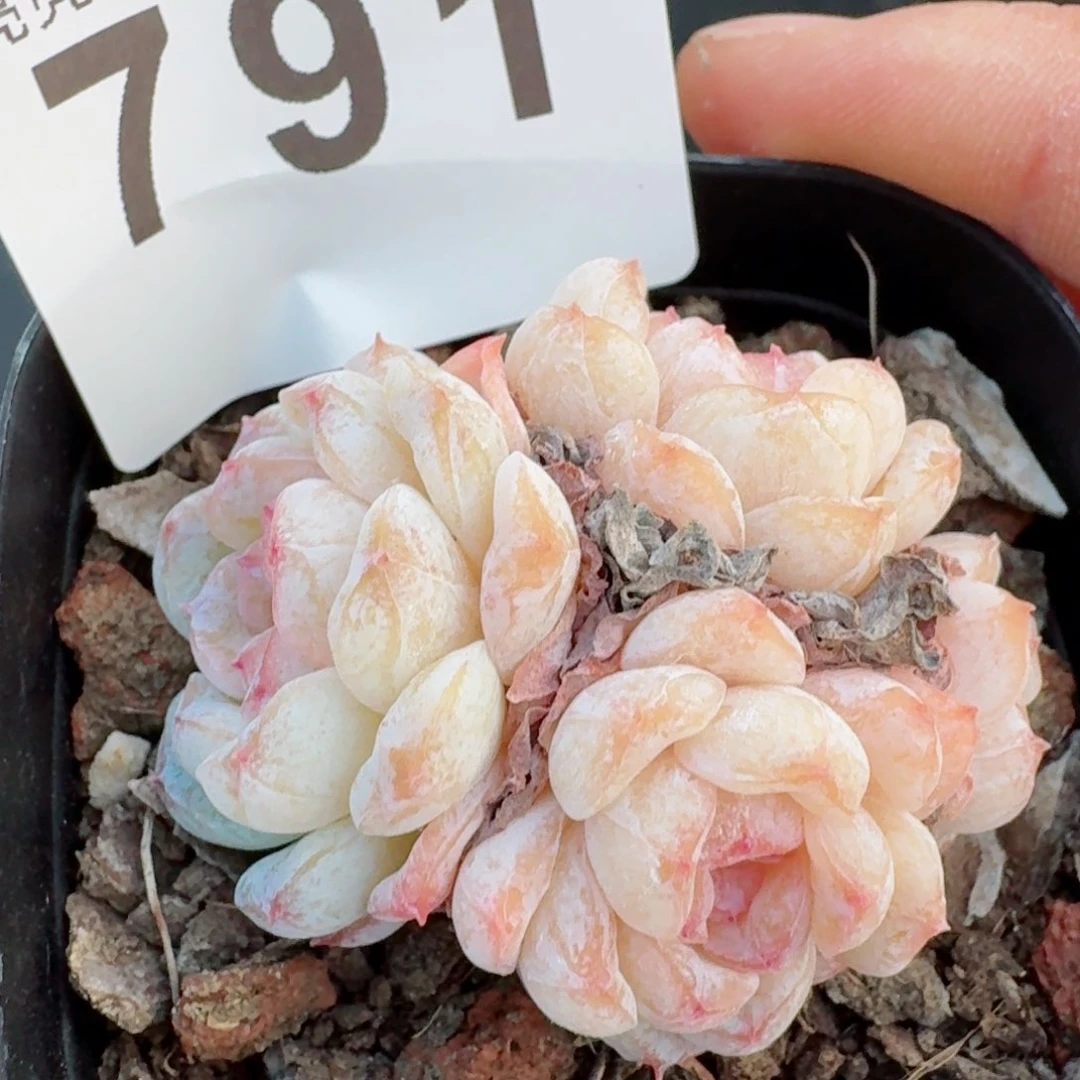 雪颜冰魄         精品多肉