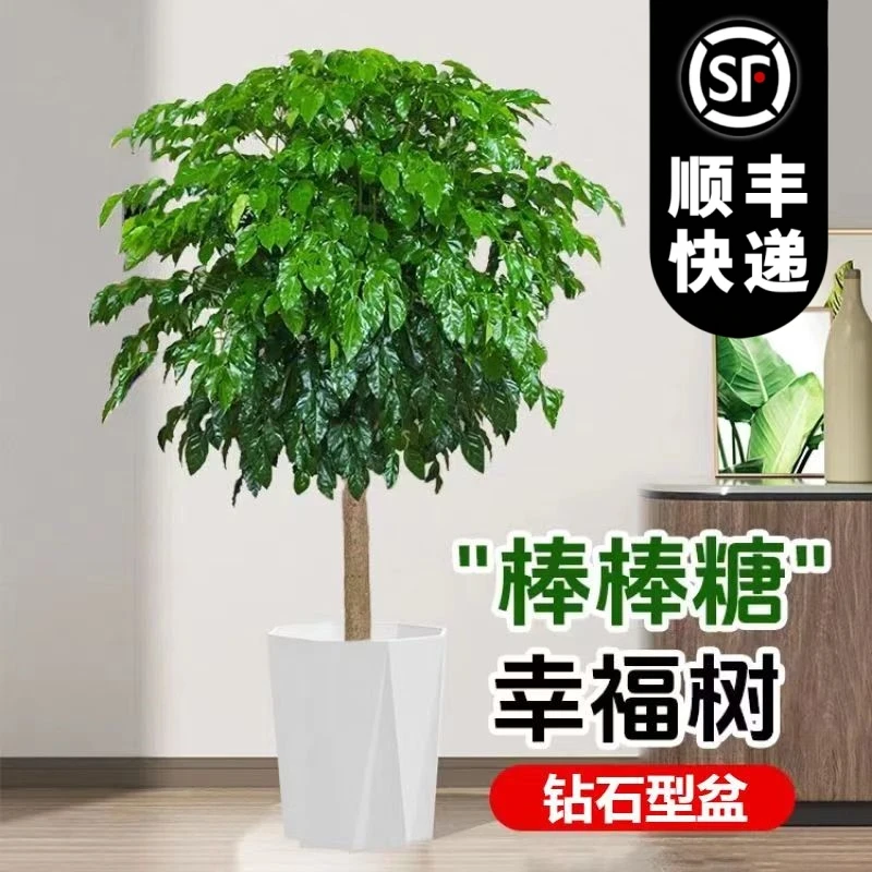 【送货上门】1.4米--1.6米幸福树盆栽新家吸甲醛办公室内客厅好养活