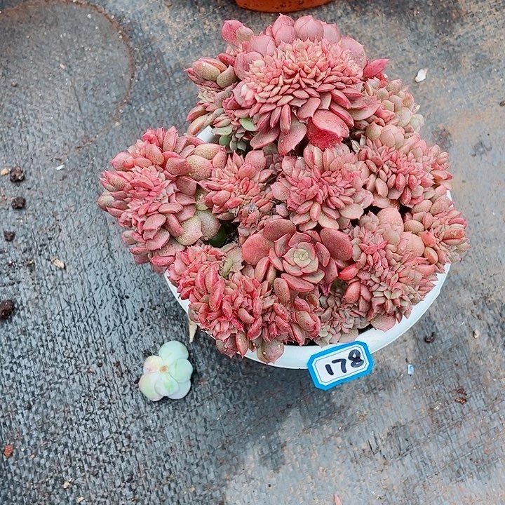 178大红袍 一物一拍多肉